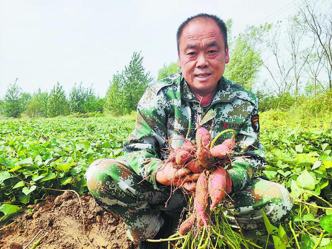 致富种植地瓜信息怎么写_地瓜种植效益_种植地瓜致富信息