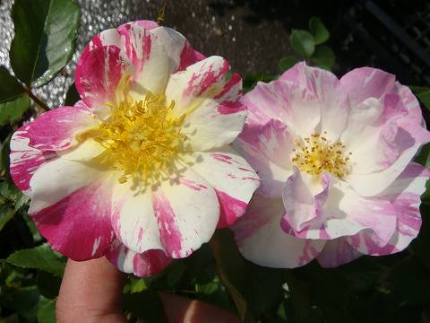 青菜种植技术视频_青菜种植技术与管理_青菜种植技术