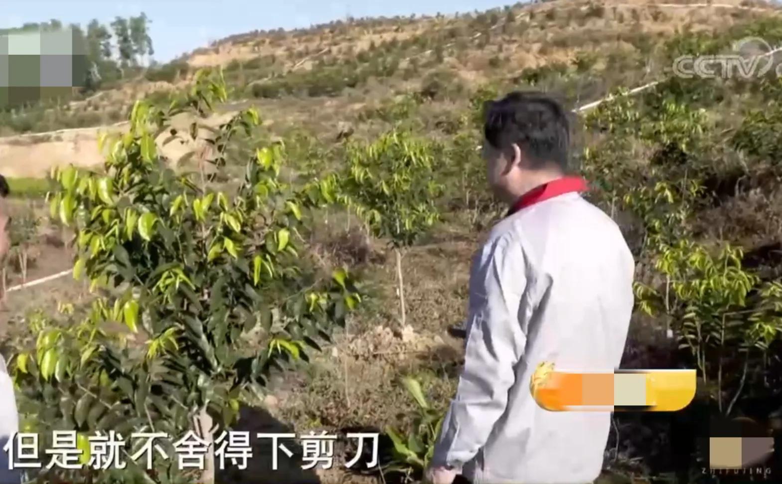 致富沉香种植项目简介_沉香种植致富项目_种植沉香利润