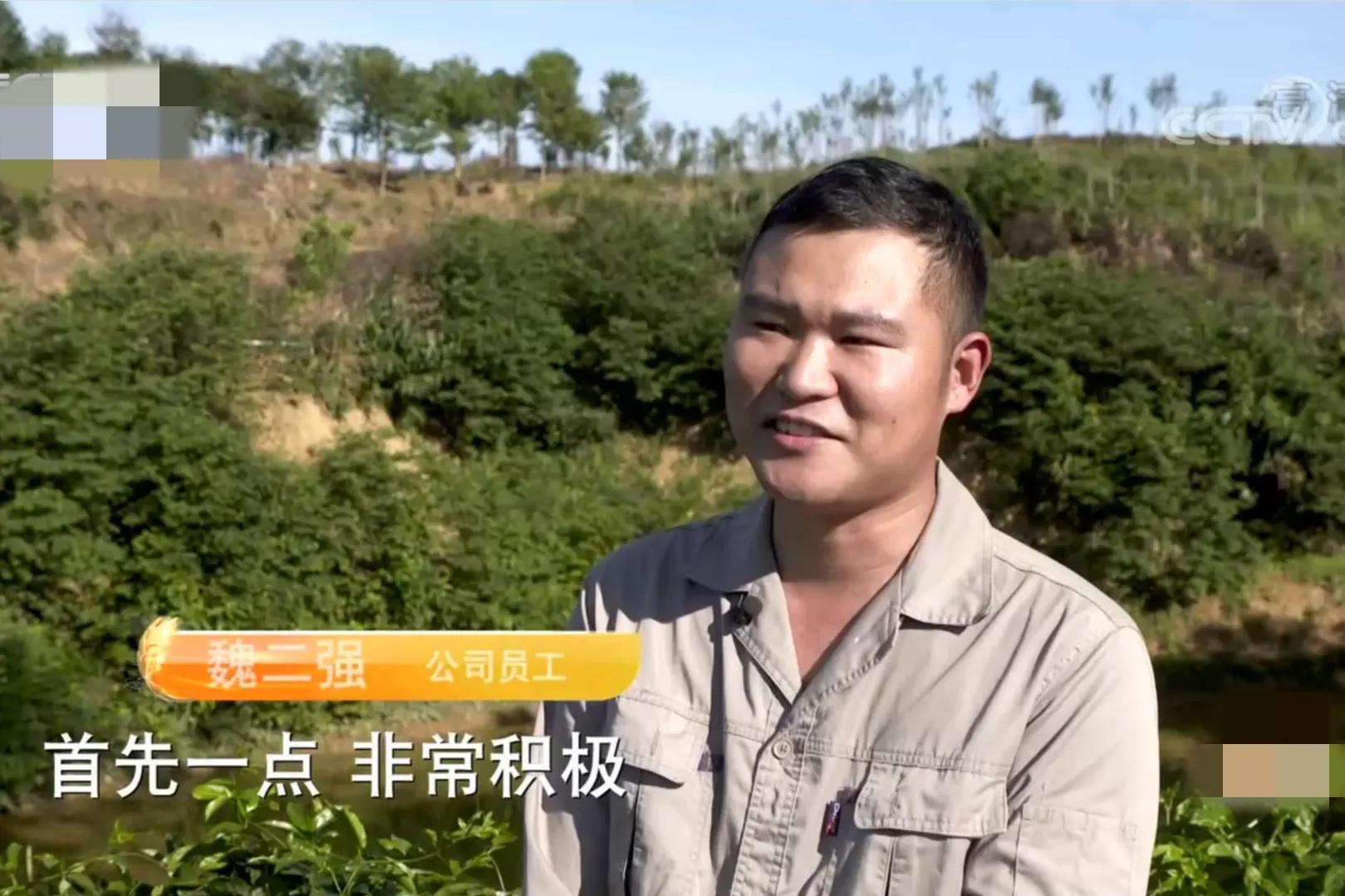 沉香种植致富项目_种植沉香利润_致富沉香种植项目简介