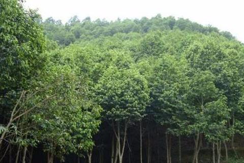 沉香种植致富项目_种植沉香前景如何_种植沉香利润