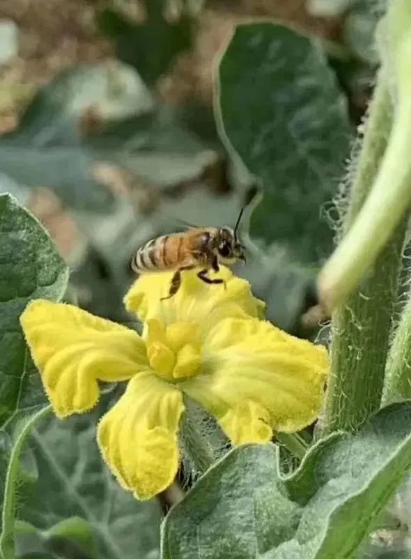 地膜西瓜种植技术_西瓜种植地膜技术与管理_西瓜地膜覆盖栽培技术