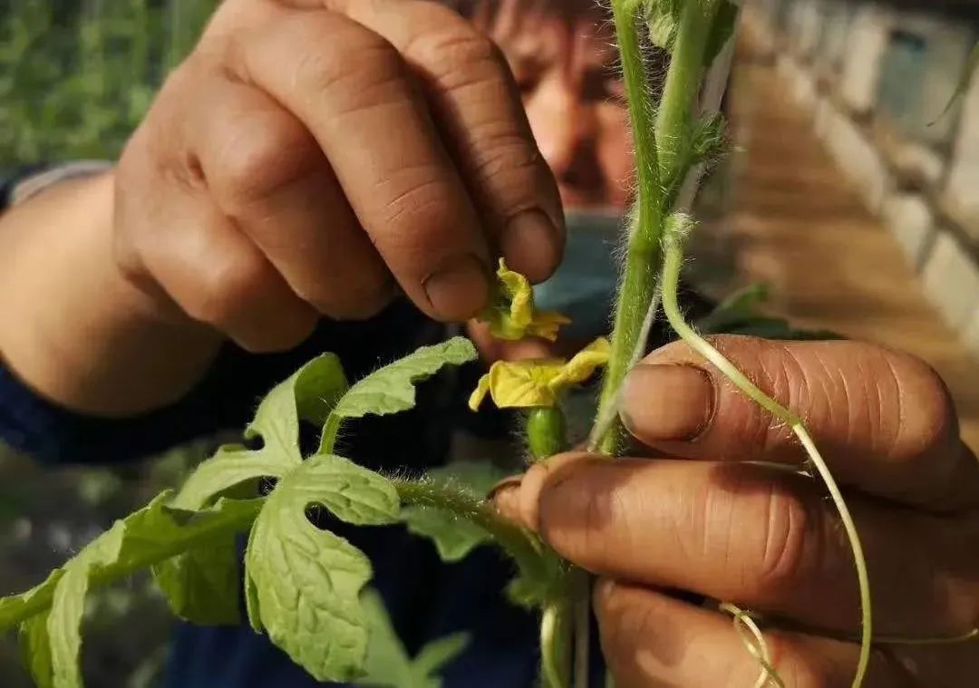 地膜西瓜种植技术_西瓜种植地膜技术与管理_西瓜地膜覆盖栽培技术