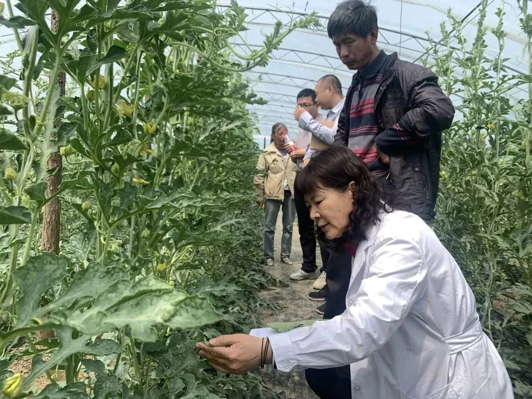 地膜西瓜种植技术_西瓜种植地膜技术与管理_西瓜地膜覆盖栽培技术