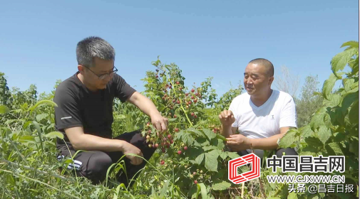 红树莓种植致富_种植树莓的前景_种植红树莓骗局