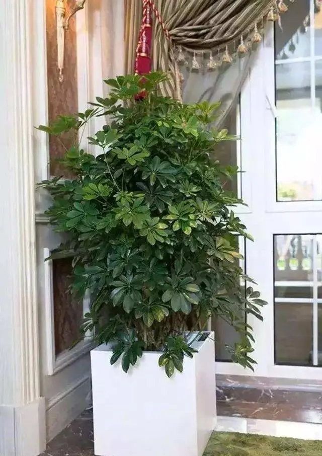 种植致富花_种花致富选什么品种_致富经花卉种植