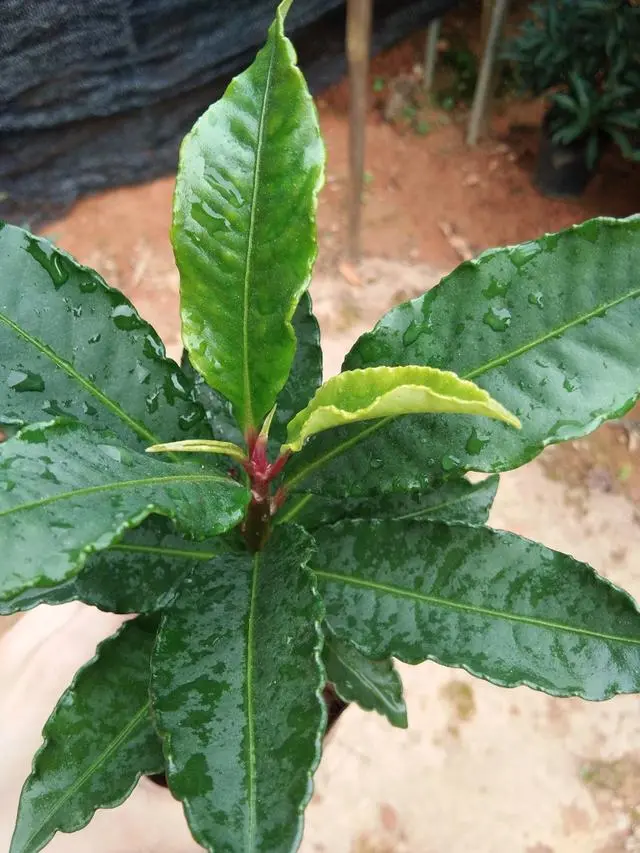 种花致富选什么品种_种植致富花_致富经花卉种植