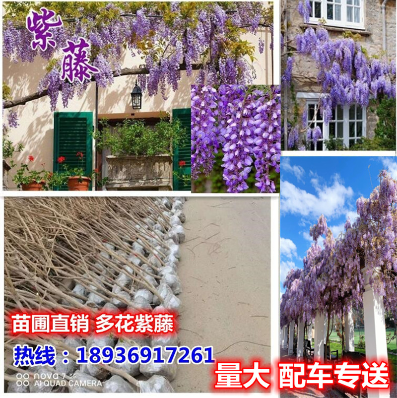 种植致富花_种花致富选什么品种_致富经花卉种植