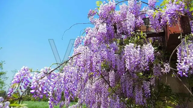 致富经花卉种植_种植致富花_种花致富选什么品种