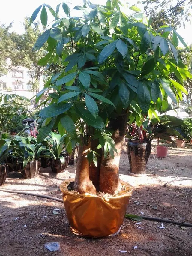 致富经花卉种植_种植致富花_种花致富选什么品种