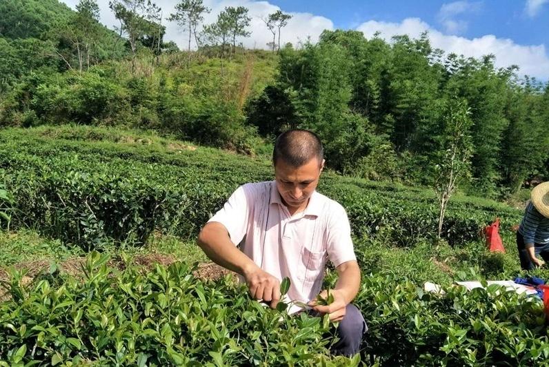 茶叶致富带头人_种茶致富经_茶农致富