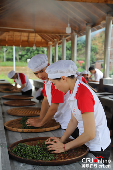 茶叶致富带头人_种茶致富经_茶农致富