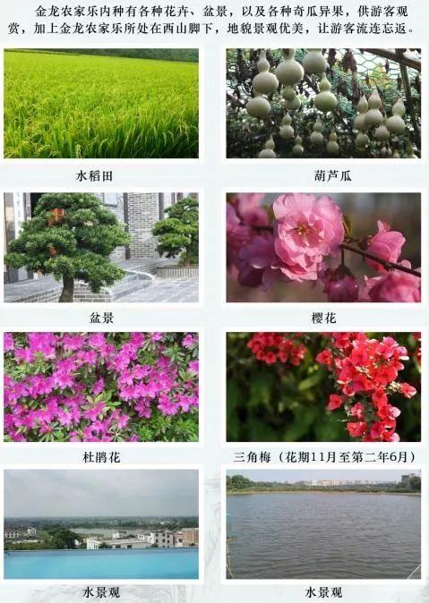 农业致富种植项目_休闲农业种植致富_农村致富新项目种植业