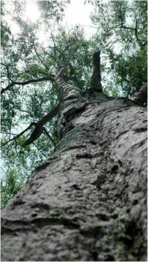 休闲农业种植致富_农村致富新项目种植业_农业致富种植项目