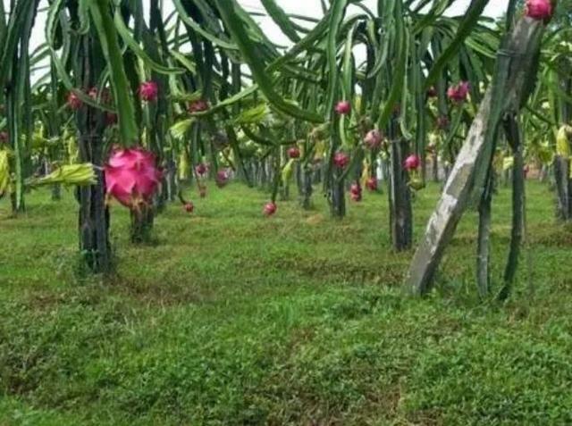 农村致富新项目种植业_农业致富种植项目_休闲农业种植致富