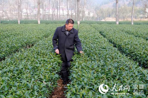 致富经茶叶_种茶致富经_因茶致富