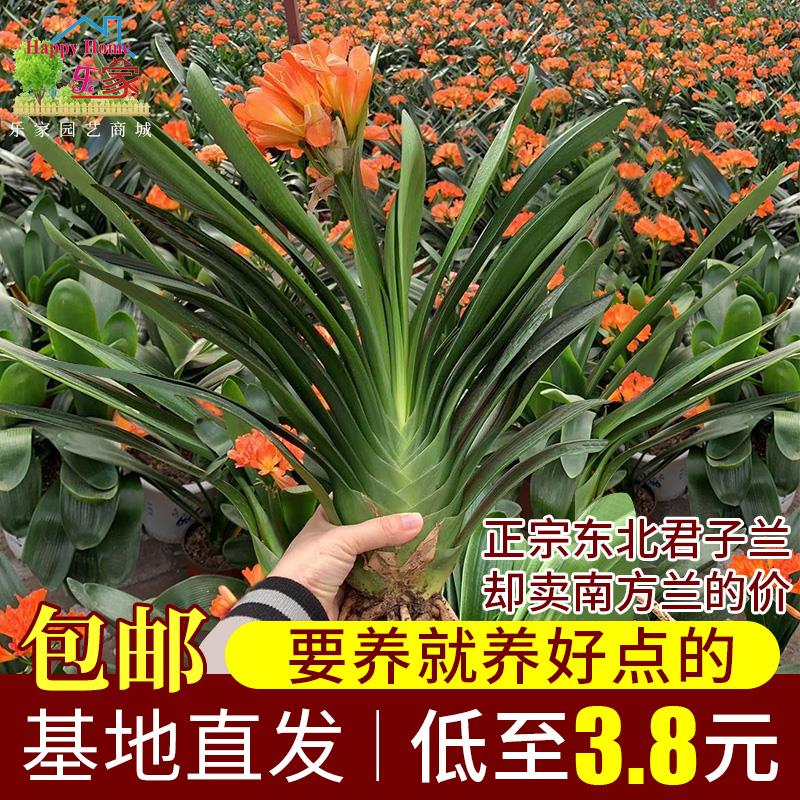 种植致富花_种花致富经_种花致富选什么品种