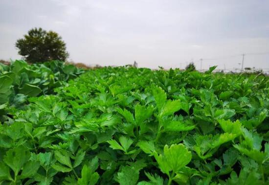 农业致富种植项目_休闲农业种植致富_农村致富项目种植业