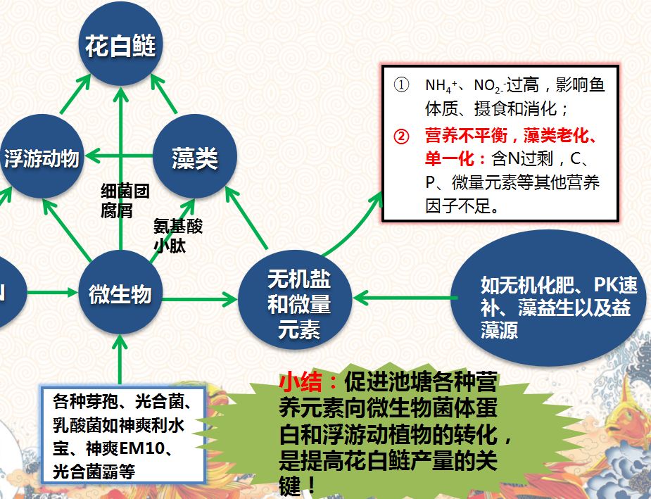 白鲢怎么养殖产量高_花白鲢养殖技术视频_白鲢的养殖