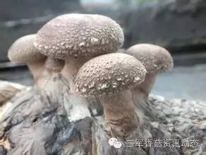 香菇种植图片技术要点_香菇种植技术图片_香菇种植图片大全大图