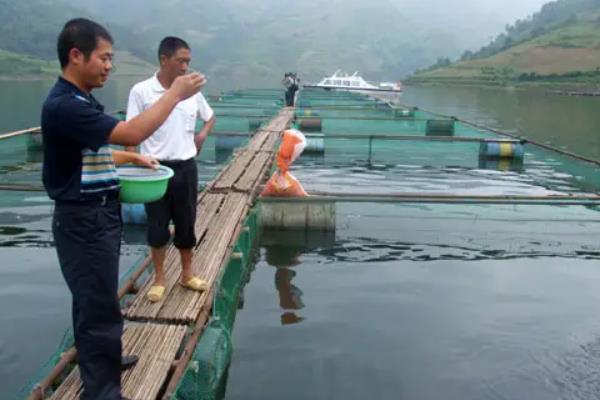 白鲢的养殖_白鲢怎么养殖产量高_花白鲢养殖技术视频