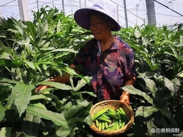 种植致富花_致富种植视频全集_种花致富选什么品种