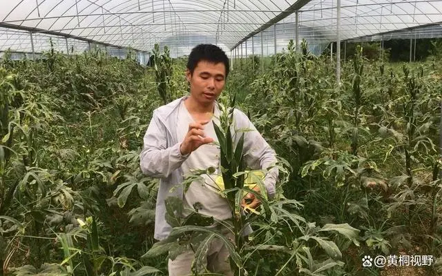 种花致富选什么品种_致富种植视频全集_种植致富花