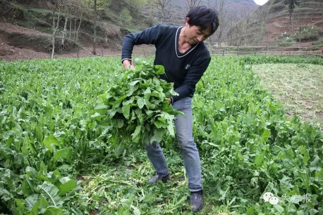 种草养猪成功案例_致富养猪种草视频大全_致富经之种草养猪