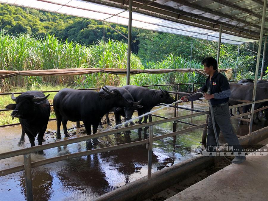 广西养殖基地牛_广西牛养殖致富_广西养牛业