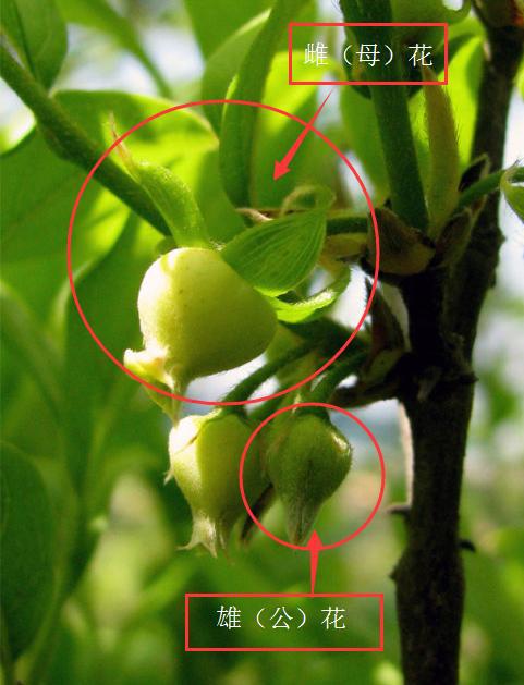 种老鸦柿有前景吗_老鸦柿种子种植技术_老鸦柿播种育苗技术