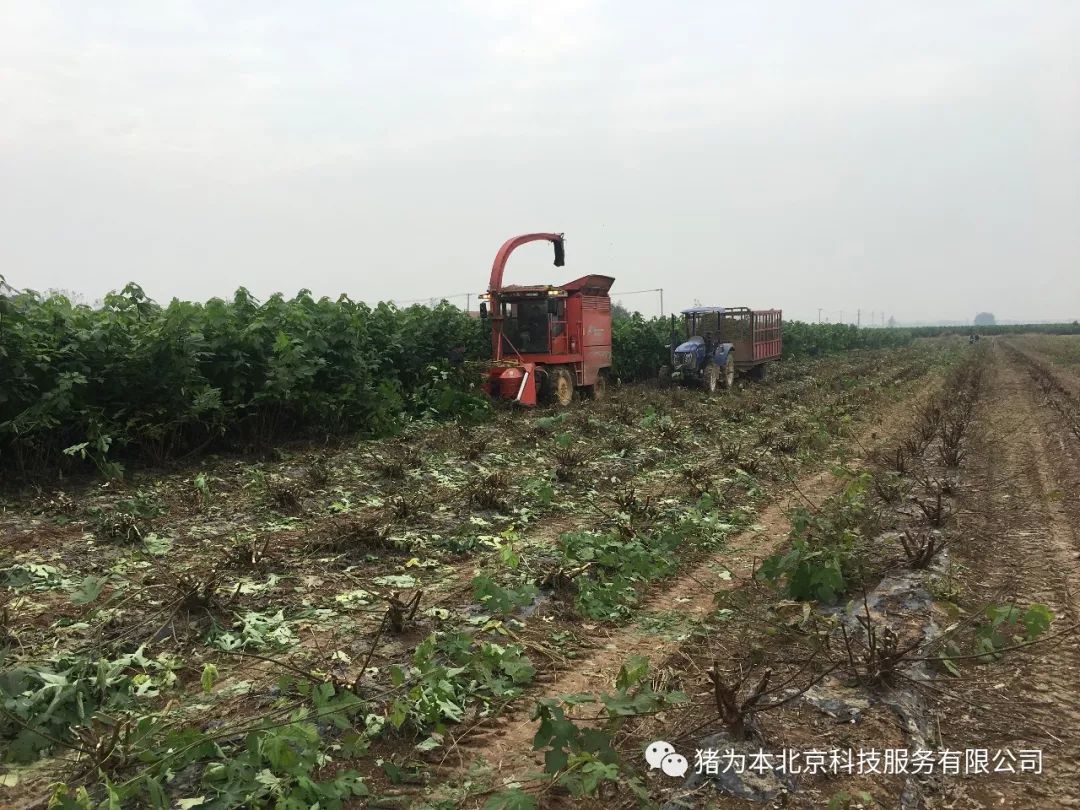 种草养猪视频致富经_致富经之种草养猪_种草养猪成功案例