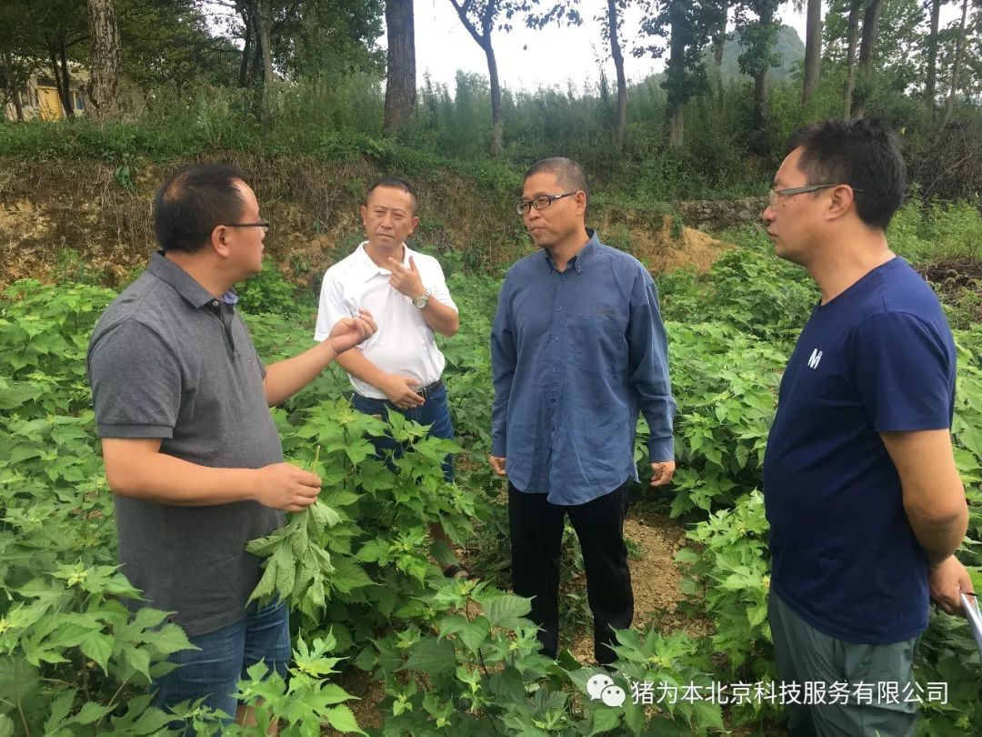 种草养猪视频致富经_致富经之种草养猪_种草养猪成功案例