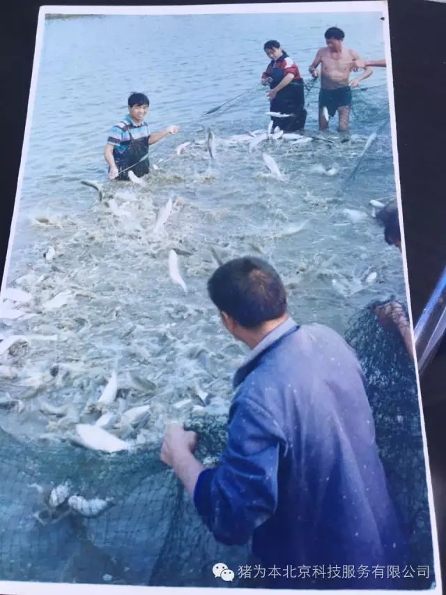 种草养猪视频致富经_致富经之种草养猪_种草养猪成功案例