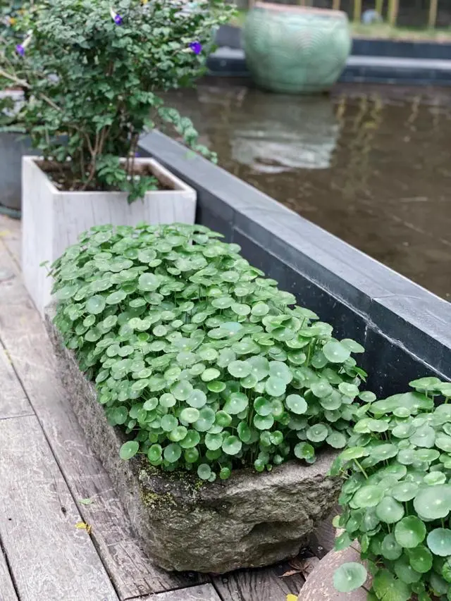 种花致富经_种植致富花_致富种植视频全集