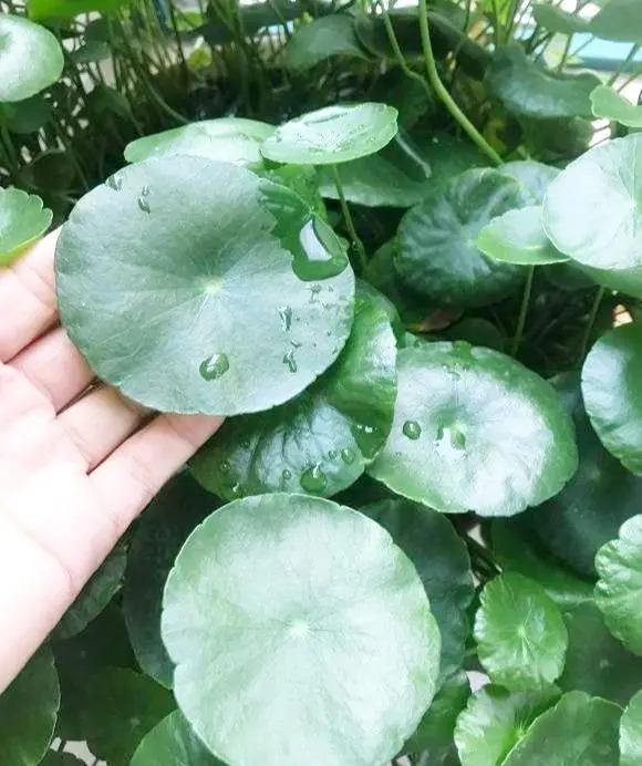 致富种植视频全集_种植致富花_种花致富经