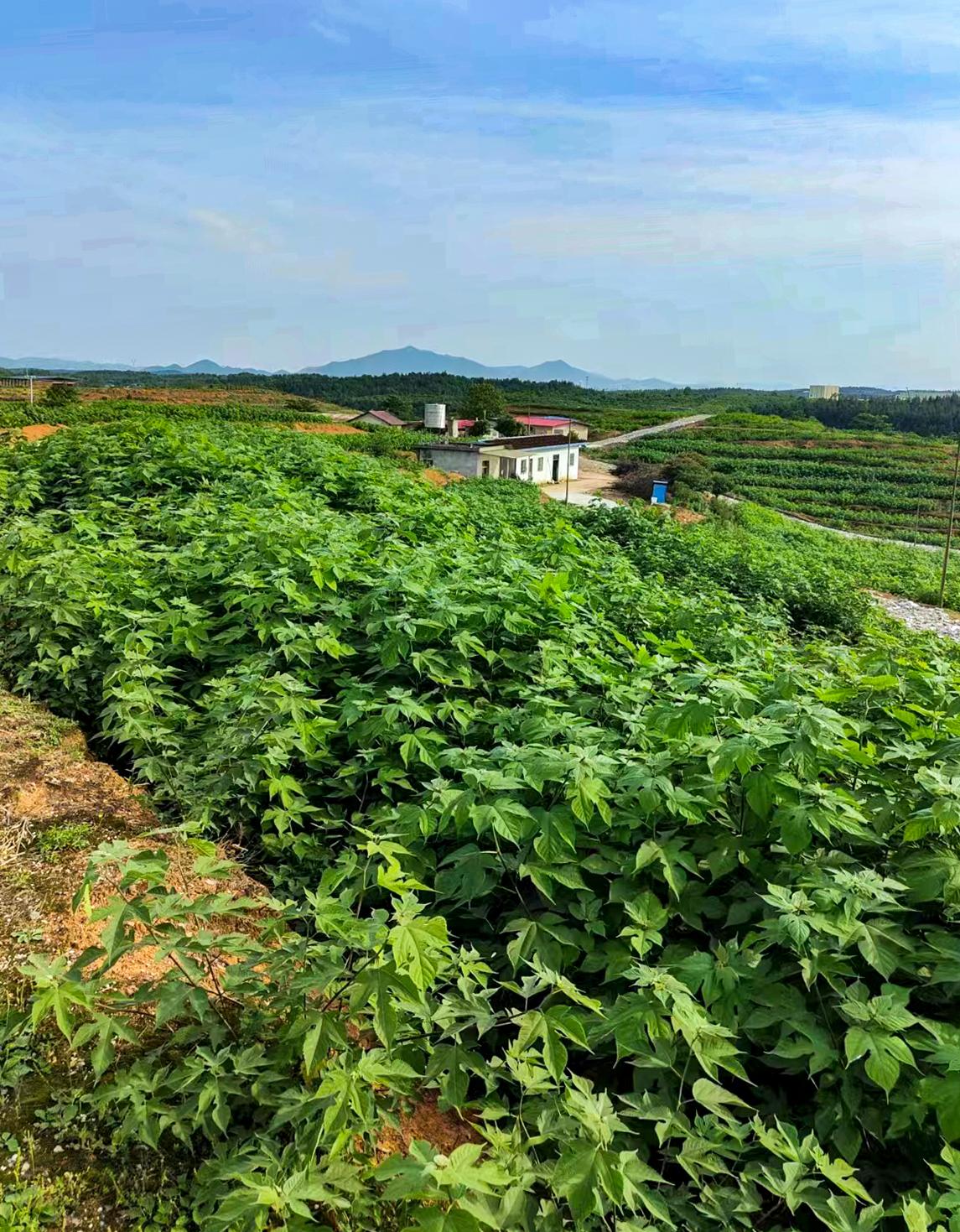 致富经清水煮肉_致富经清水煮肉_致富经清水煮肉