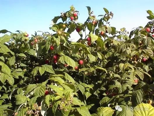 种树致富全部视频_树根的种植_树根种植致富