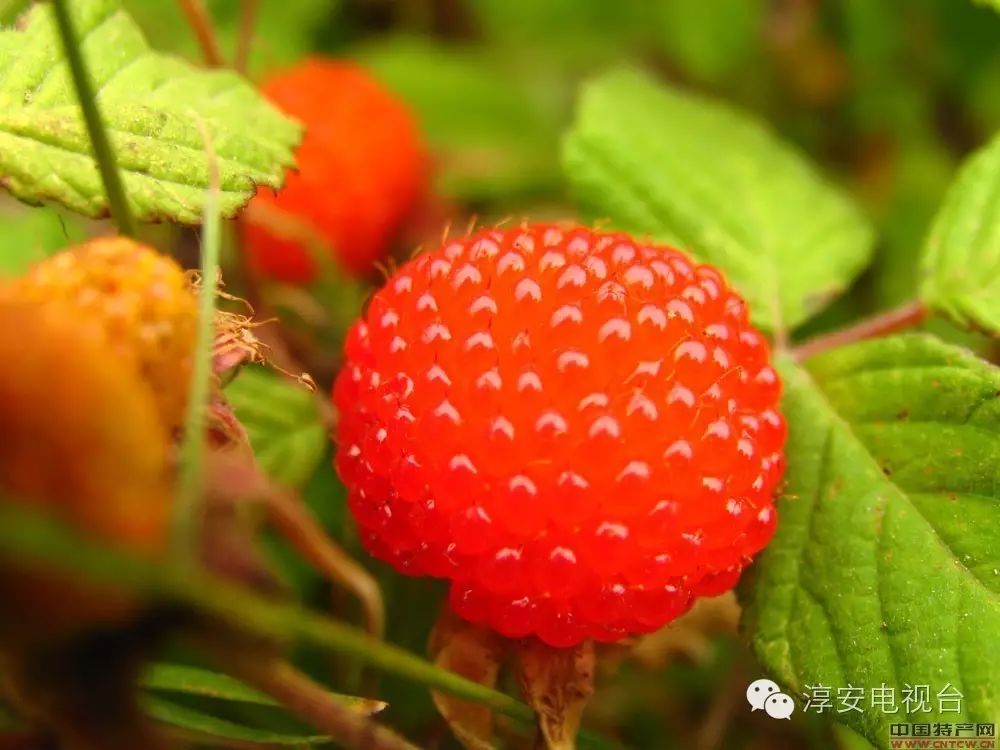 种树致富全部视频_树根的种植_树根种植致富