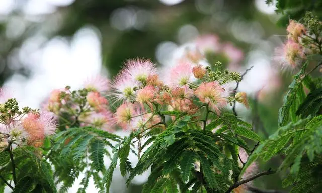 种花致富选什么品种_种植致富花_种植花卉致富