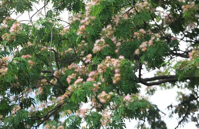 种花致富选什么品种_种植致富花_种植花卉致富