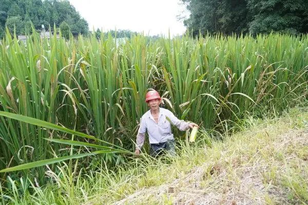 致富经王大哈_致富大王鱼龙虾怎么样_致富经龙鱼大王