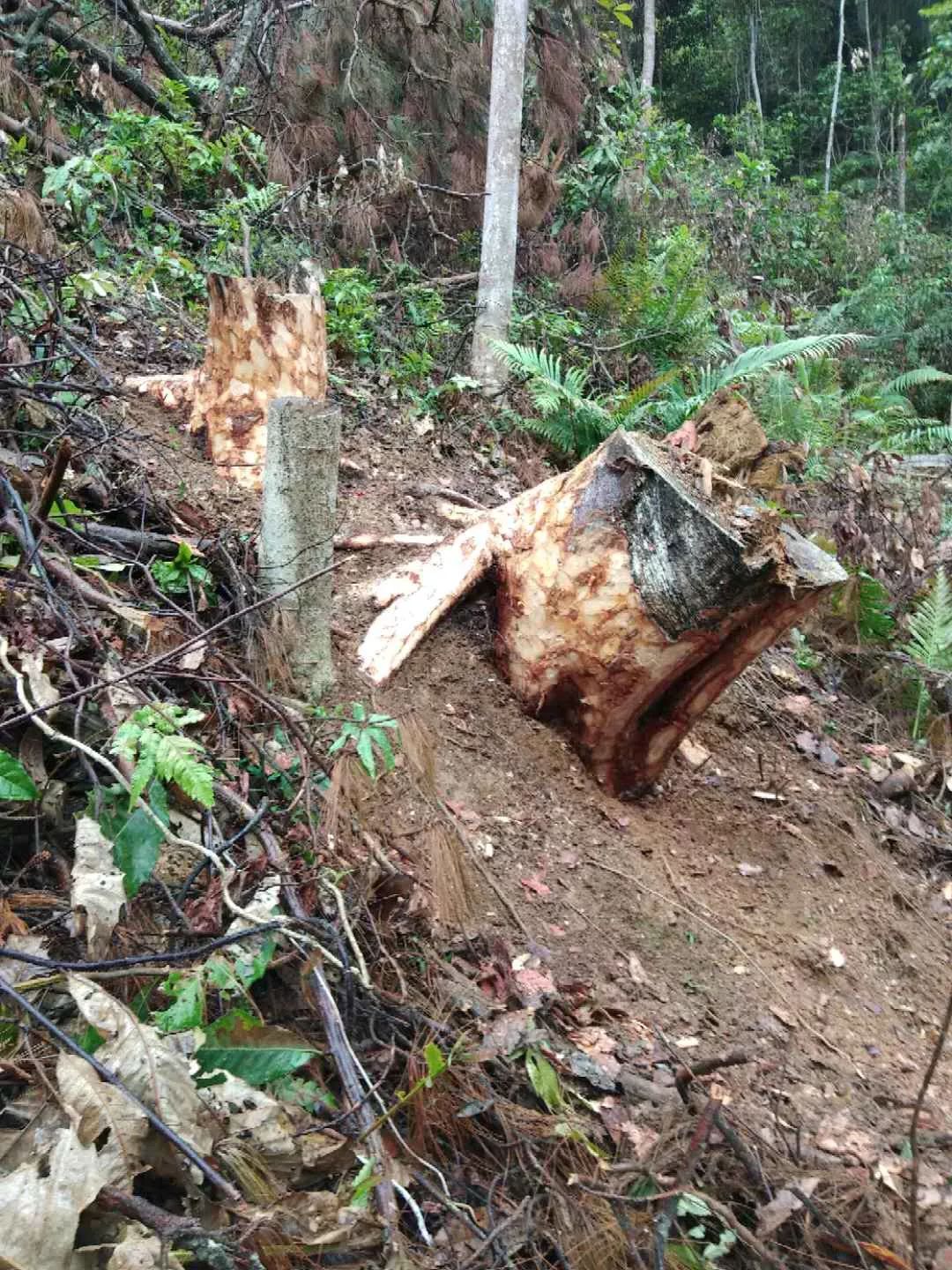 种树致富经_致富树根种植方法视频_树根种植致富