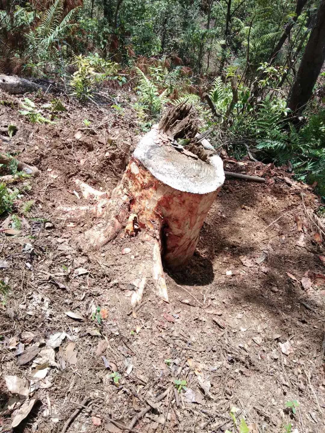 种树致富经_树根种植致富_致富树根种植方法视频