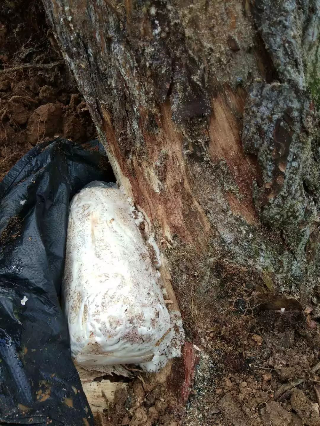 致富树根种植方法视频_种树致富经_树根种植致富