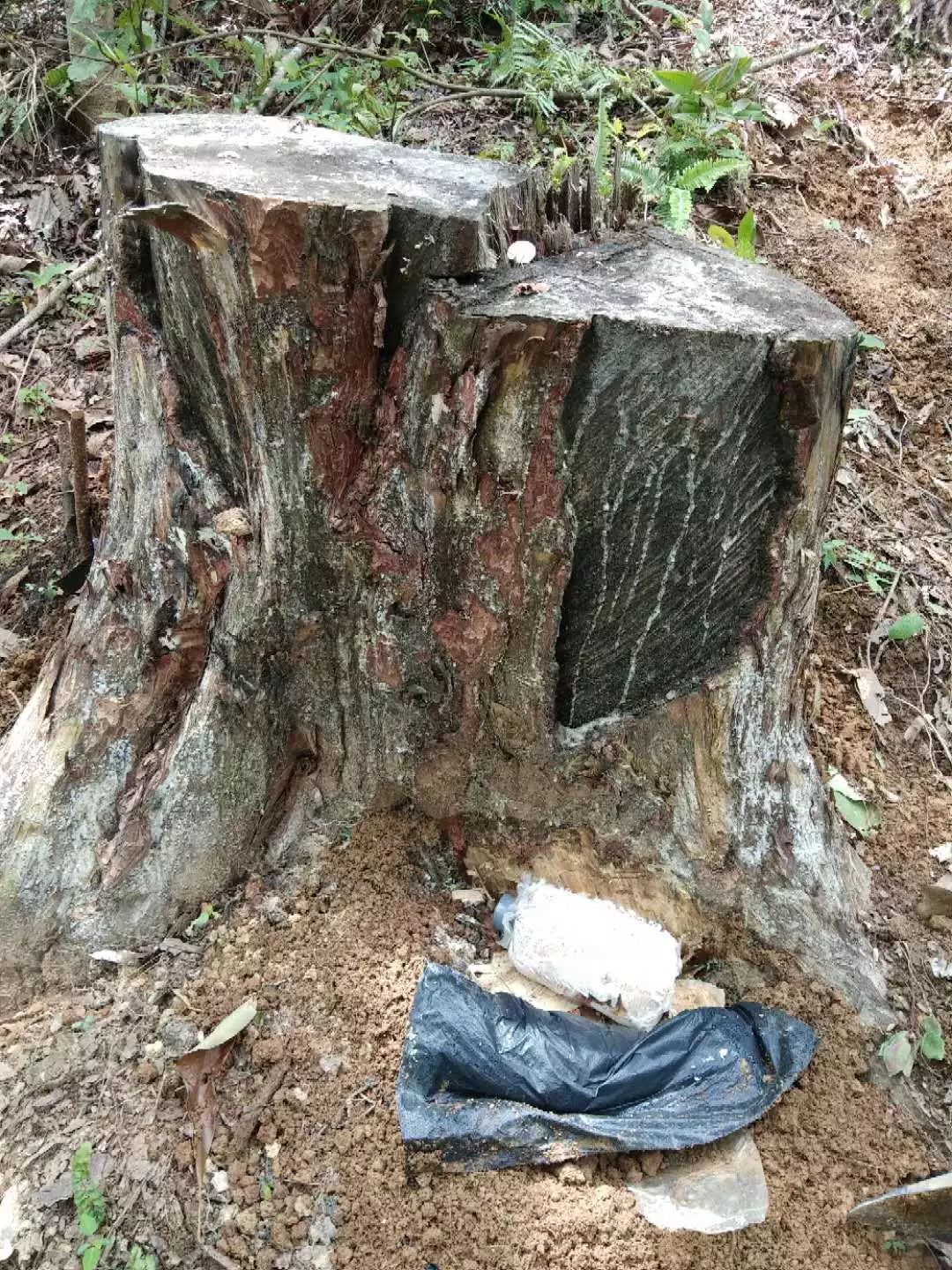 种树致富经_致富树根种植方法视频_树根种植致富