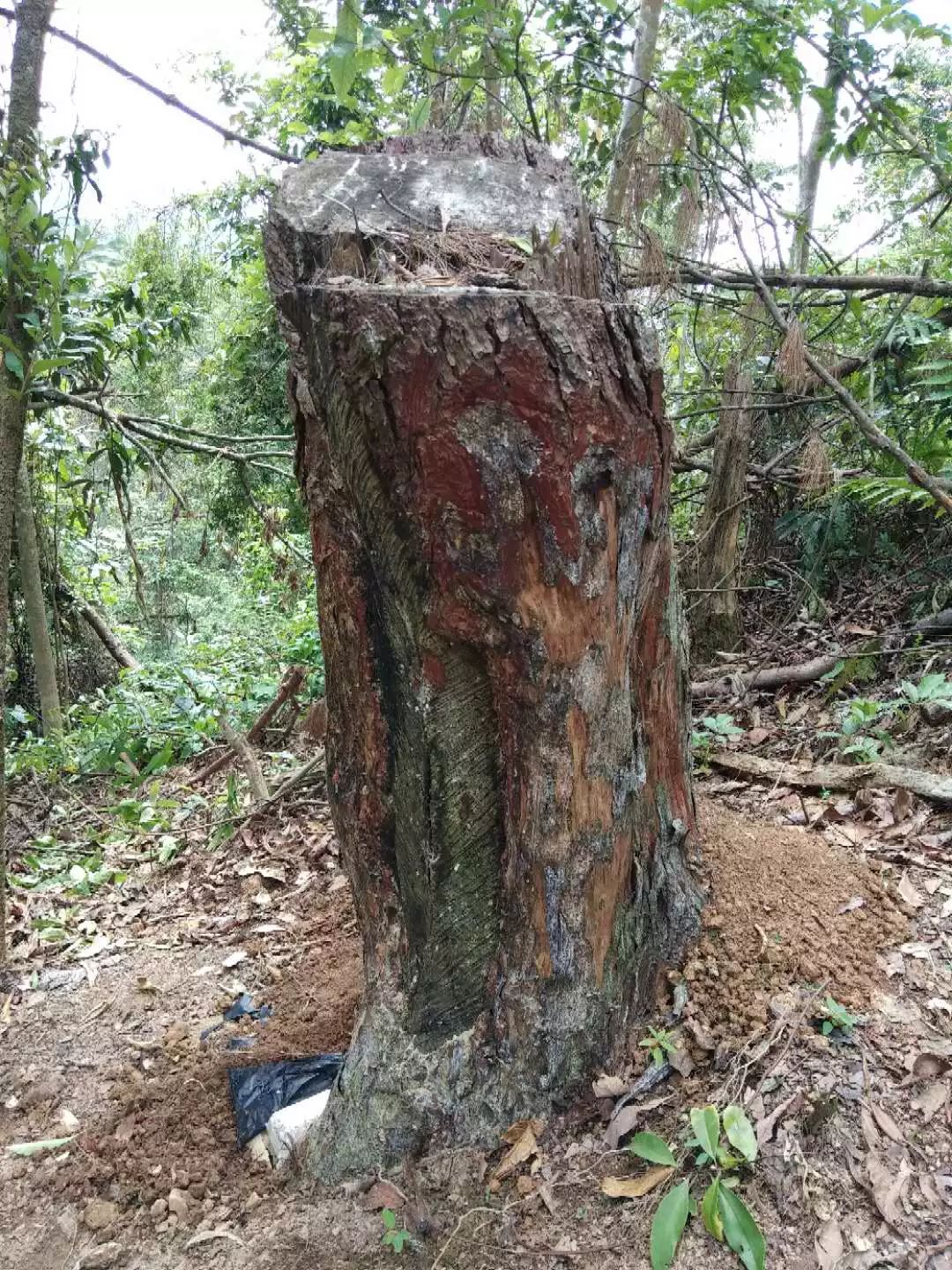 树根种植致富_致富树根种植方法视频_种树致富经