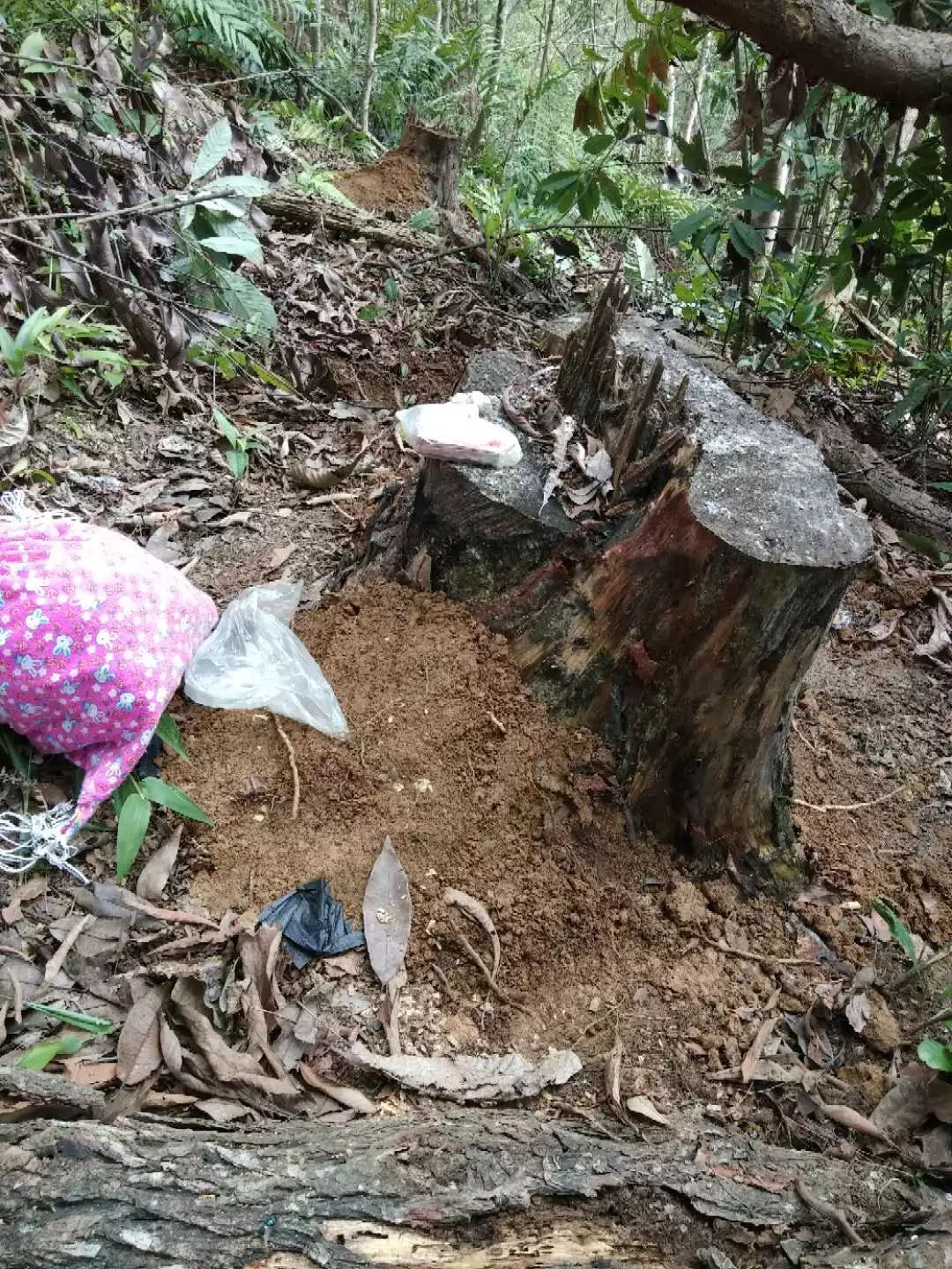 致富树根种植方法视频_种树致富经_树根种植致富