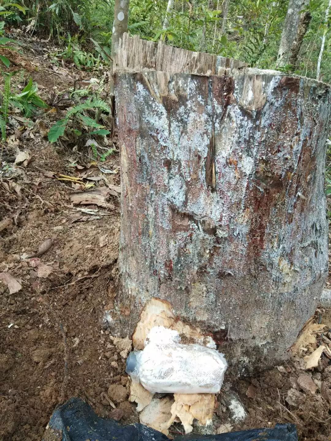 致富树根种植方法视频_种树致富经_树根种植致富