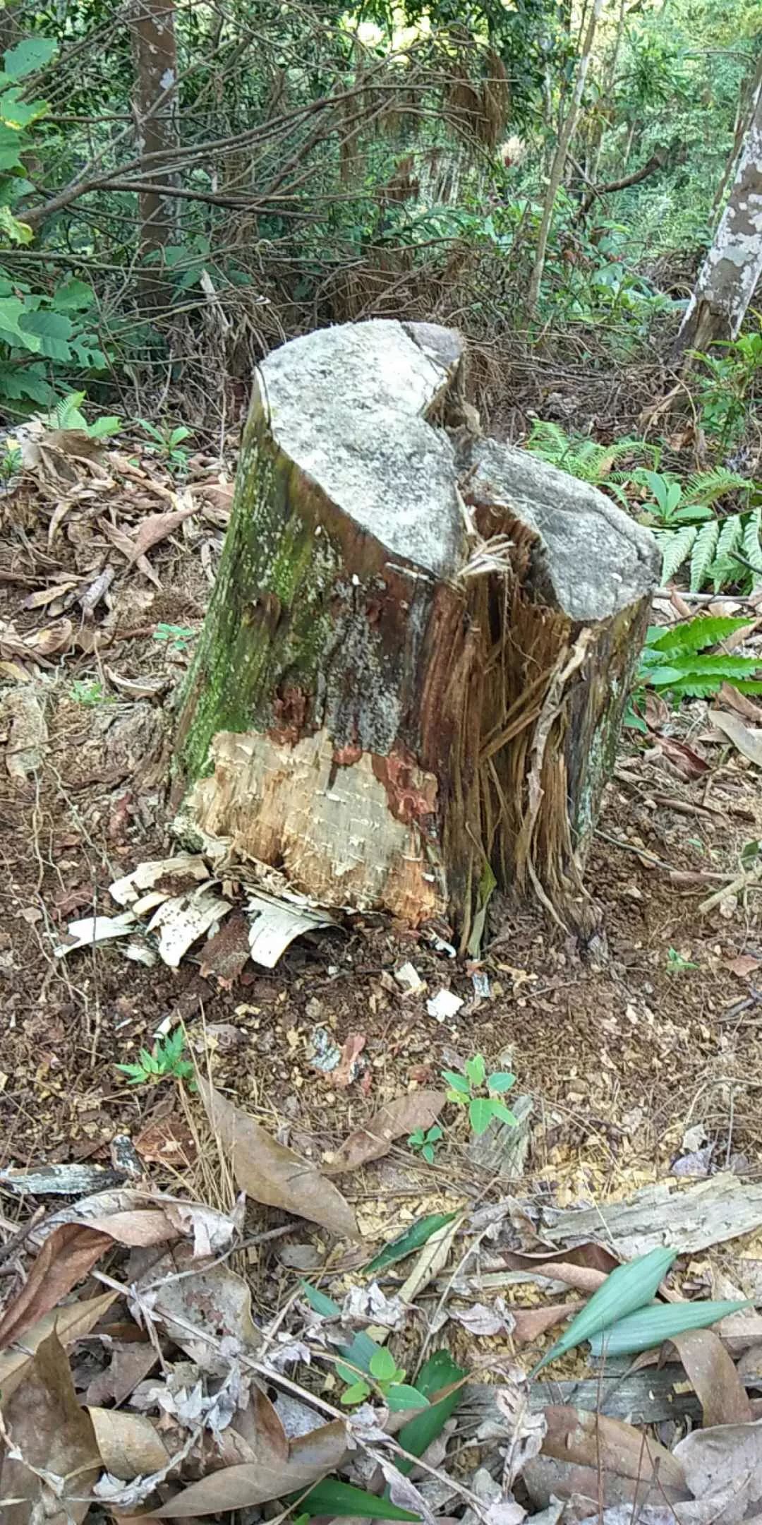 致富树根种植方法视频_种树致富经_树根种植致富