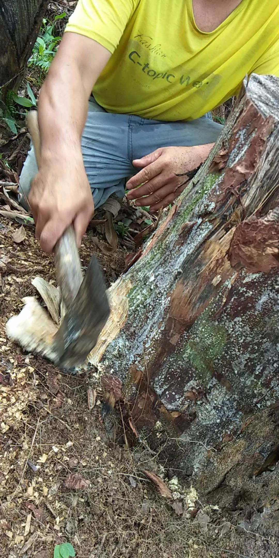 致富树根种植方法视频_种树致富经_树根种植致富